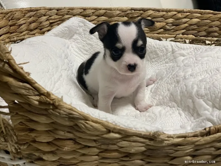 M.H 様のお迎えした子犬