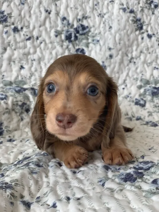 ID：1907-01042の子犬