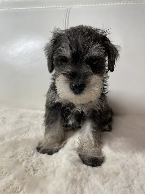 ID：2111-02864の子犬