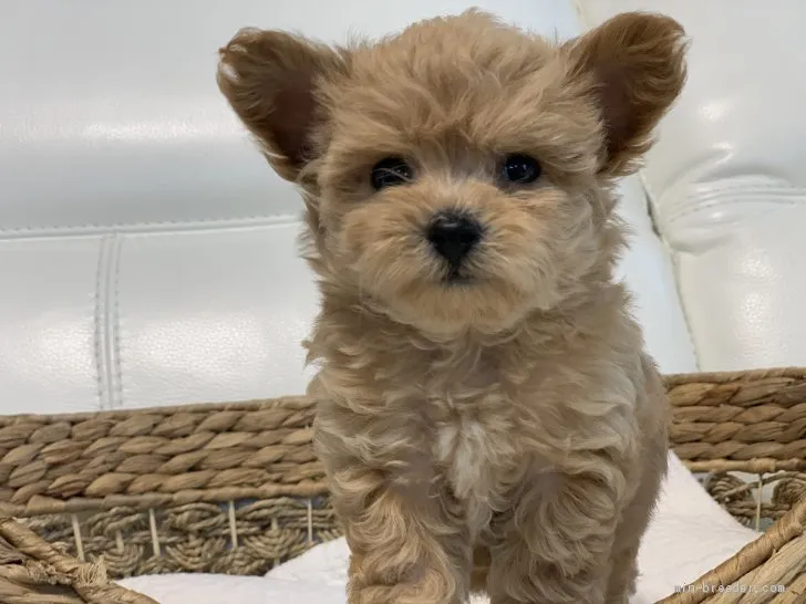 ID:2008-00096の子犬