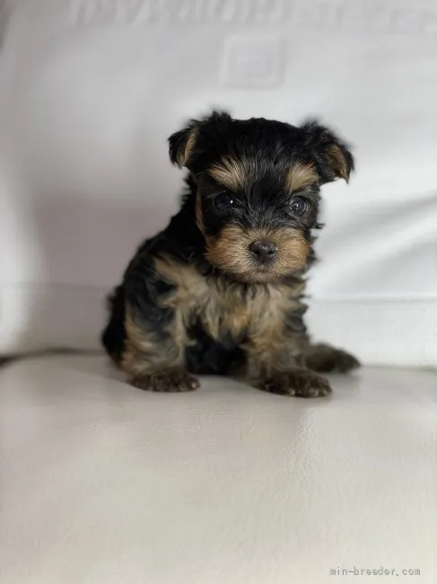 ID:2109-01283の子犬