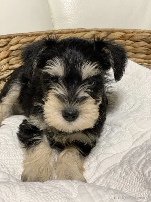 K.K 様のお迎えした子犬