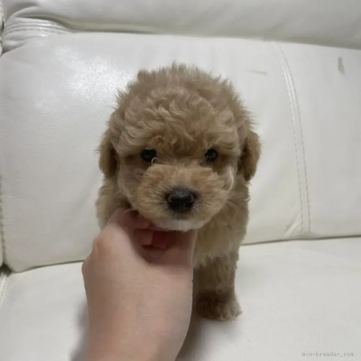 ID:2301-00588の子犬