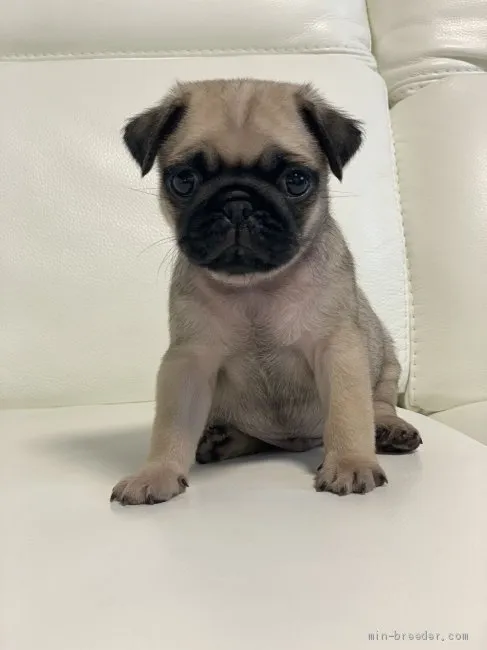 H.S 様のお迎えした子犬
