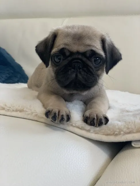 ID：2005-01609の子犬