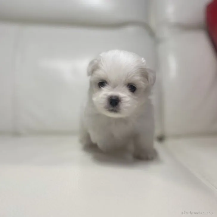 ID：2303-03099の子犬