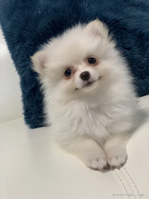 S.A 様のお迎えした子犬