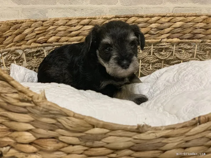 ID：1911-00796の子犬