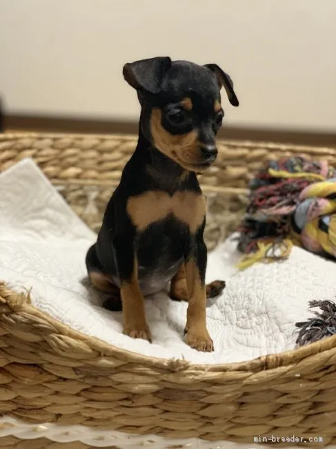 M.N 様のお迎えした子犬
