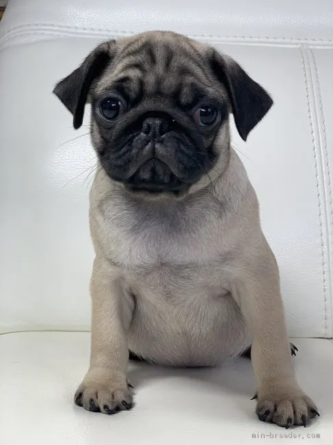 Y.T 様のお迎えした子犬