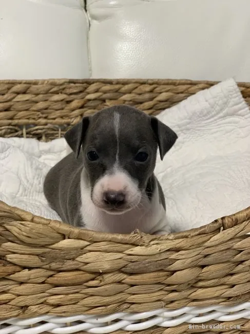 マリアン 様のお迎えした子犬