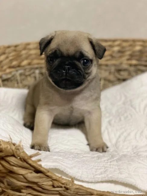 ya-ya 様のお迎えした子犬