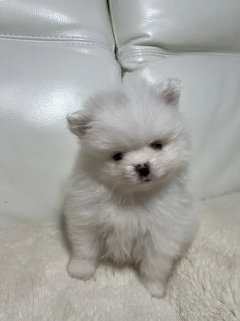 ID:2203-01850の子犬