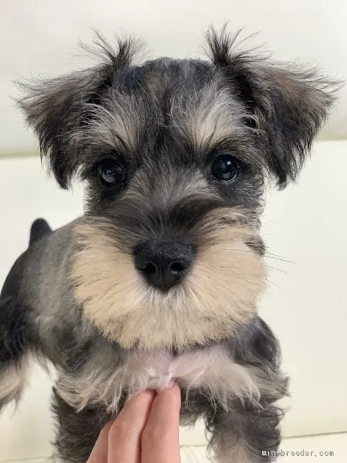 ID：2010-02923の子犬