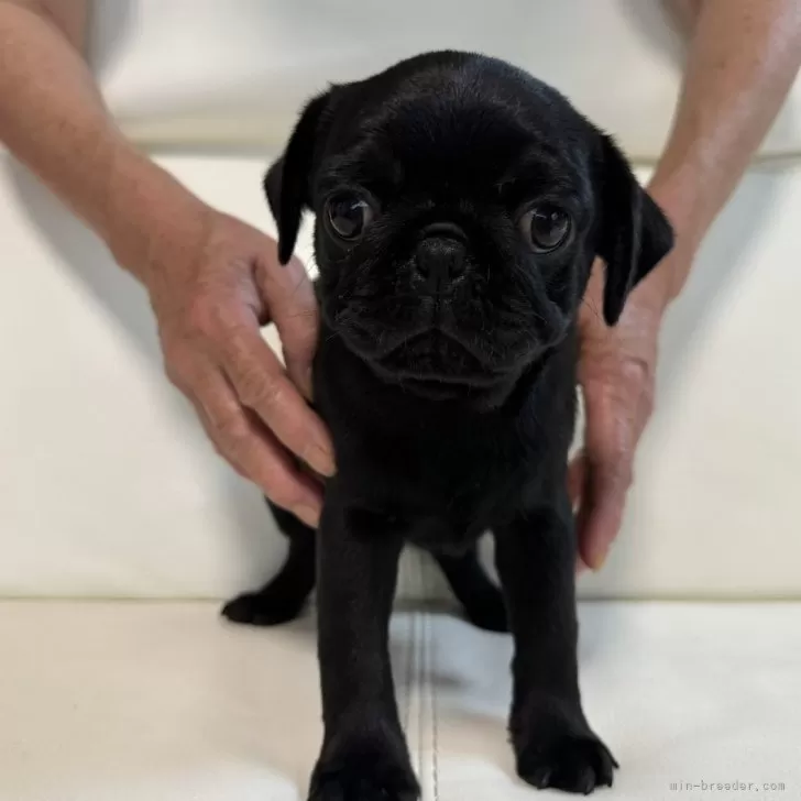 ID:2406-05646の子犬