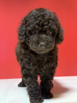 トイプードル(トイ)【新潟県・女の子・2020年10月10日・ブラウン】の写真「フサフサの可愛い女の子」