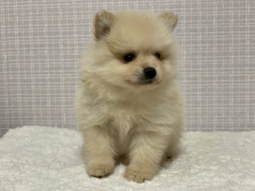 ポメラニアン【新潟県・男の子・2018年12月10日・クリーム】の写真「フサフサ男の子」