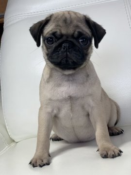 パグ【新潟県・女の子・2021年2月9日・フォーン】の写真「可愛い女の子」