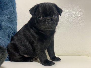 パグ【新潟県・男の子・2020年10月6日・ブラック】の写真「ムチムチ男の子」