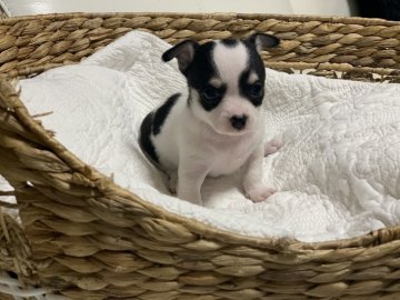 チワワ(スムース)【新潟県・女の子・2020年2月25日・ブラックタン&ホワイト】の写真「模様が可愛い女の子」