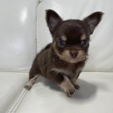 チワワ(ロング)【新潟県・女の子・2022年10月25日・チョコタン】の写真「小さめ可愛い女の子」