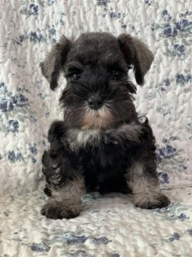 ミニチュアシュナウザー【新潟県・女の子・2019年6月6日・ソルト&ペッパー】の写真「大人しい女の子」