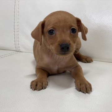 ミニチュアピンシャー【新潟県・女の子・2022年11月22日・レッド】の写真「大人しい男の子」