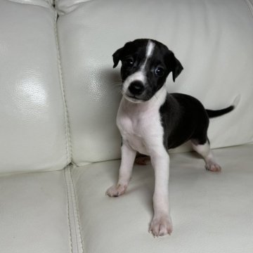 イタリアングレーハウンド【新潟県・女の子・2024年7月23日・シール&ホワイト】の写真「大人しい女の子」