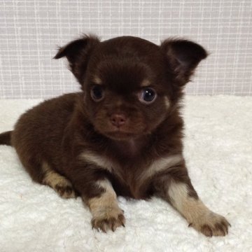 チワワ(ロング)【新潟県・女の子・2018年4月3日・チョコタン】の写真「可愛らしい女の子」