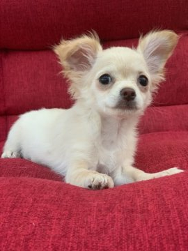 チワワ(ロング)【新潟県・男の子・2019年2月26日・クリーム】の写真「超小柄男の子」