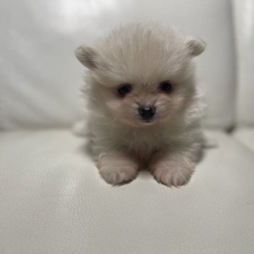 ポメラニアン【新潟県・女の子・2023年7月18日・クリーム】の写真「小さい女の子です。」
