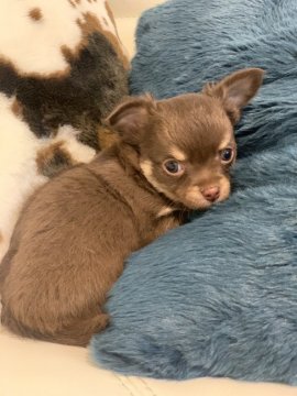 チワワ(ロング)【新潟県・男の子・2020年8月25日・チョコタン】の写真「可愛い男の子」