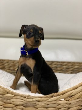 ミニチュアピンシャー【新潟県・女の子・2020年11月10日・ブラックタン】の写真「大人しい女の子」