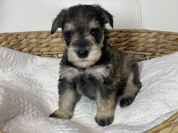 ミニチュアシュナウザー【新潟県・女の子・2020年12月29日・ソルト&ペッパー】の写真「可愛い女の子」