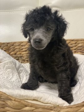 トイプードル(トイ)【新潟県・男の子・2020年6月16日・シルバー】の写真「可愛い男の子」