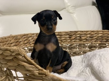 ミニチュアピンシャー【新潟県・女の子・2020年2月25日・ブラックタン】の写真「元気な女の子」