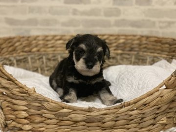 ミニチュアシュナウザー【新潟県・女の子・2019年10月8日・ソルト&ペッパー】の写真「可愛い女の子」