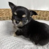 チワワ(ロング)【新潟県・女の子・2023年4月25日・ブラックタン】の写真1