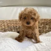 トイプードル(トイ)【新潟県・女の子・2023年7月25日・レッド】の写真1