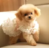 ティーカッププードル【千葉県・女の子・2024年5月5日・アプリコット】の写真1