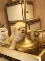 ティーカッププードル【千葉県・男の子・2025年3月30日・アプリコット】の写真2