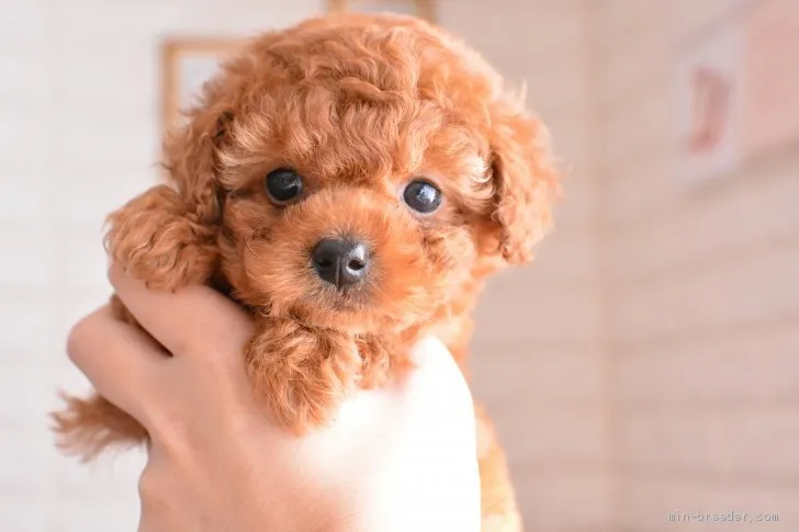 ID:2003-01886の子犬