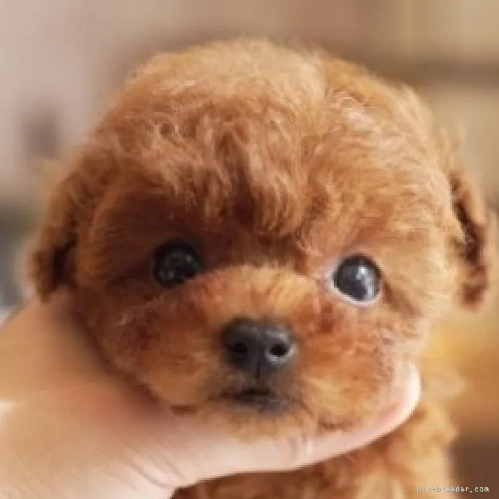 ID:2304-03110の子犬
