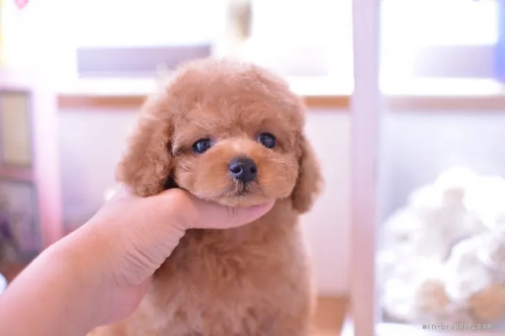 ID:1907-00069の子犬