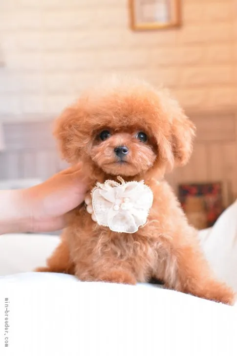 M.N 様のお迎えした子犬