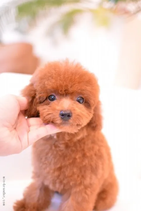 ID：1907-02926の子犬