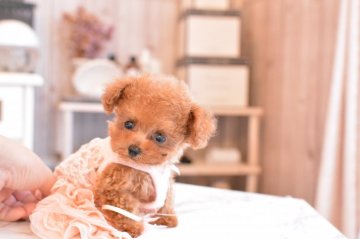 トイプードル(ティーカップ)【千葉県・女の子・2020年9月6日・アプリコット 濃いめ】の写真「極上ティーカッププードル♡」
