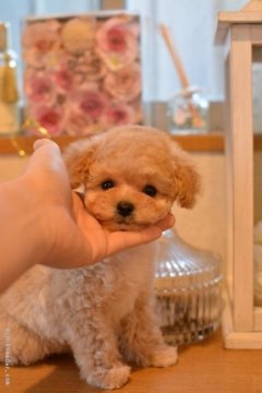 トイプードル(ティーカップ)【千葉県・女の子・2018年11月28日・クリーム】の写真「激かわ☆彡まん丸お目めの姫！！！」