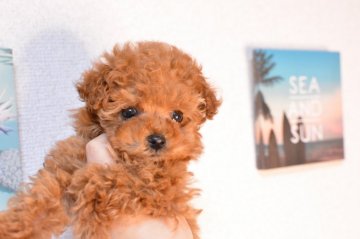 トイプードル(タイニー)【千葉県・男の子・2020年1月23日・レッド】の写真「お顔の可愛さと綺麗な毛質！」