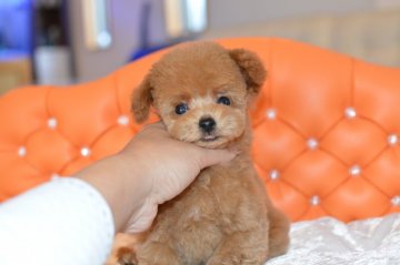 トイプードル(ティーカップ)【千葉県・男の子・2017年3月24日・アプリコット】の写真「激ｶﾜ、3カ月で675gの小ささ。1.5㎏予想です」